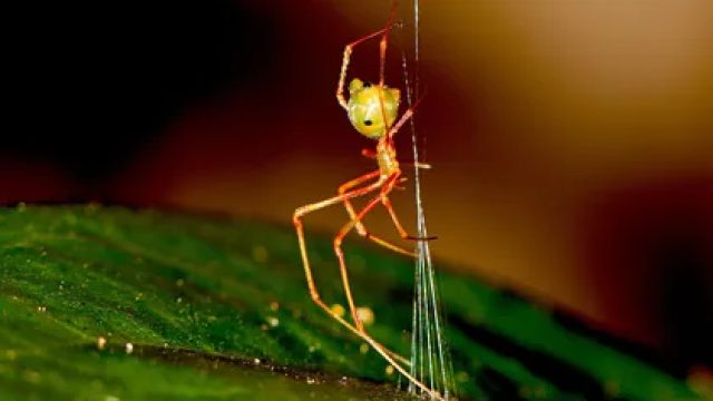 Revolutionary Spider Web Design Captivates Scientists and Nature Enthusiasts | score slot88, limbah 