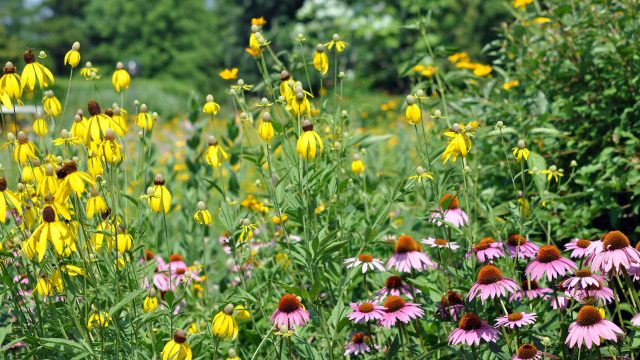 July Gardening: Perfect Plants for Late Summer Success