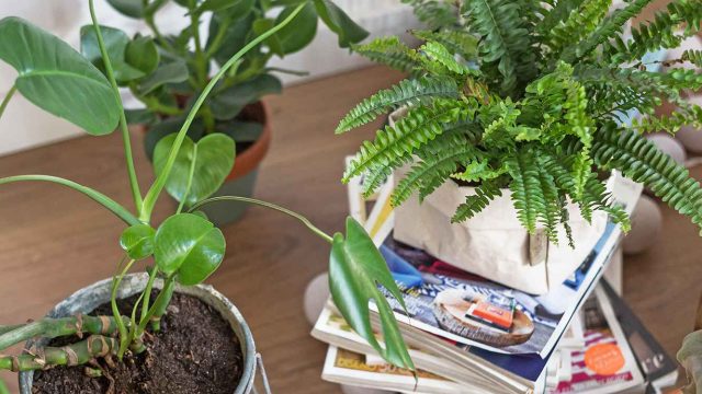 Innovative Gardening Tips for a Thriving Green Space