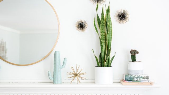 Unlocking the Green Haven: IKEA's Hidden Gem in Its Plant Department