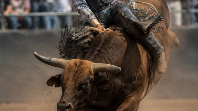 Get Ready for a Thrilling Rodeo Experience in Northeast Ohio | rugby star online, slot demo indonesi